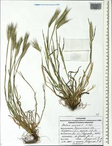 Hordeum murinum L., Eastern Europe, Central forest-and-steppe region (E6) (Russia)