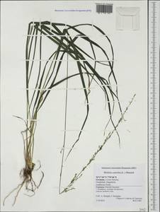 Molinia caerulea (L.) Moench, Western Europe (EUR) (Germany)