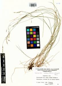 Schizachne purpurascens subsp. callosa (Turcz. ex Griseb.) T.Koyama & Kawano, Siberia, Baikal & Transbaikal region (S4) (Russia)