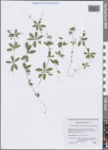 Galium triflorum Michx., Siberia, Chukotka & Kamchatka (S7) (Russia)
