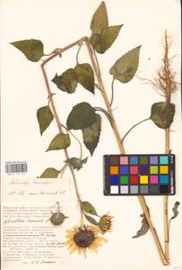 Helianthus annuus L., Eastern Europe, Lower Volga region (E9) (Russia)