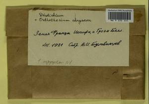 Orthothecium chryseon (Schwägr.) Schimp., Bryophytes, Bryophytes - European North East (B7) (Russia)