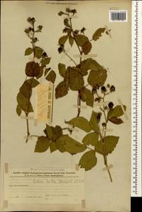 Rubus hirtus Waldst. & Kit., Caucasus, Azerbaijan (K6) (Azerbaijan)