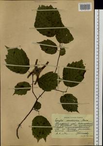 Corylus sieboldiana var. mandshurica (Maxim.) C.K.Schneid., Siberia, Russian Far East (S6) (Russia)