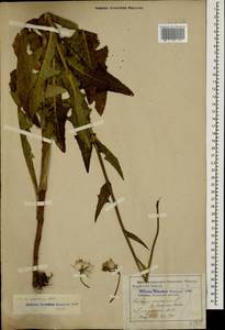 Sonchus arvensis subsp. uliginosus (M. Bieb.) Nyman, Caucasus, Stavropol Krai, Karachay-Cherkessia & Kabardino-Balkaria (K1b) (Russia)