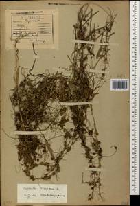 Cuscuta europaea L., Caucasus, Georgia (K4) (Georgia)