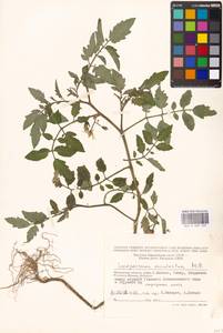 Solanum lycopersicum L., Eastern Europe, Moscow region (E4a) (Russia)