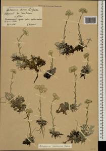 Antennaria caucasica Boriss., Caucasus, Krasnodar Krai & Adygea (K1a) (Russia)