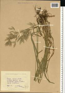 Bromus inermis Leyss., Eastern Europe, North Ukrainian region (E11) (Ukraine)