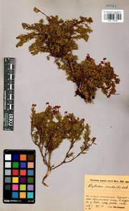 Phyllodoce caerulea (L.) Bab., Siberia, Baikal & Transbaikal region (S4) (Russia)