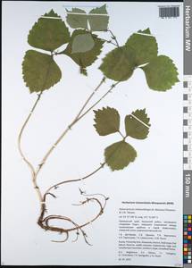 Halosciastrum melanotilingia (H. Boissieu) Pimenov & V. N. Tikhom., Siberia, Russian Far East (S6) (Russia)