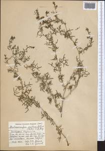 Malacocarpus crithmifolius (Retz.) Fisch. & C. A. Mey., Middle Asia, Caspian Ustyurt & Northern Aralia (M8) (Kazakhstan)