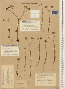 Valerianella pumila (L.) DC., Crimea (KRYM) (Russia)