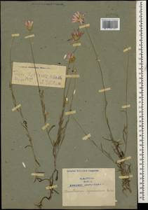 Xeranthemum squarrosum Boiss., Caucasus, Armenia (K5) (Armenia)