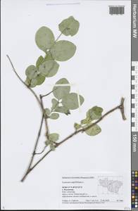 Lonicera caprifolium L., Eastern Europe, Central region (E4) (Russia)