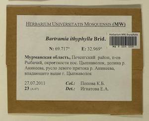 Bartramia ithyphylla Brid., Bryophytes, Bryophytes - Karelia, Leningrad & Murmansk Oblasts (B4) (Russia)