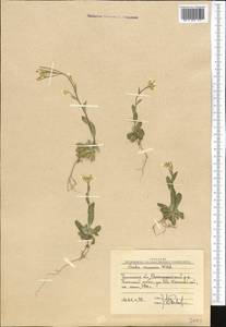 Arabis caucasica Willd., Middle Asia, Western Tian Shan & Karatau (M3) (Uzbekistan)