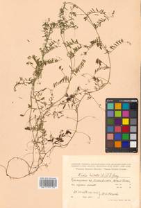Vicia hirsuta (L.) Gray, Siberia, Russian Far East (S6) (Russia)