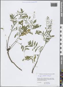 Rorippa sylvestris (L.) Besser, Eastern Europe, Moscow region (E4a) (Russia)