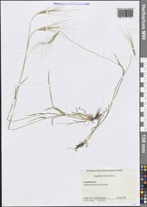 Aegilops triuncialis L., Caucasus, Azerbaijan (K6) (Azerbaijan)