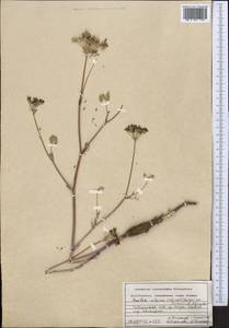 Paulita alpina (Schischk.) J. Soják, Middle Asia, Pamir & Pamiro-Alai (M2) (Tajikistan)