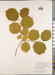 Corylus avellana L., Eastern Europe, Central region (E4) (Russia)