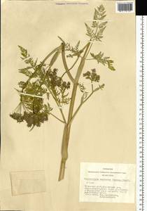 Conioselinum tataricum Hoffm., Siberia, Altai & Sayany Mountains (S2) (Russia)