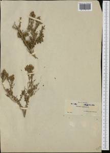 Thymbra capitata (L.) Cav., Western Europe (EUR) (Spain)