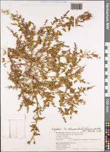 Oxybasis chenopodioides (L.) S. Fuentes, Uotila & Borsch, Eastern Europe, Eastern region (E10) (Russia)