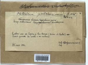 Ptilidium pulcherrimum (Weber) Vain., Bryophytes, Bryophytes - Western Siberia (including Altai) (B15) (Russia)