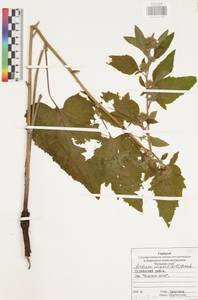 Arctium minus (Hill) Bernh., Eastern Europe, Central region (E4) (Russia)