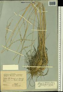 Elymus lanceolatus (Scribn. & J.G.Sm.) Gould, Siberia, Yakutia (S5) (Russia)