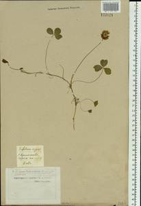 Trifolium repens L., Siberia, Western Siberia (S1) (Russia)
