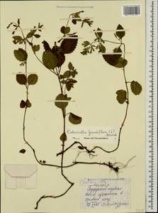 Clinopodium grandiflorum subsp. grandiflorum, Caucasus, Georgia (K4) (Georgia)