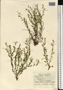 Polygala sibirica L., Eastern Europe, North Ukrainian region (E11) (Ukraine)