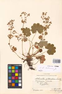 Alchemilla hebescens Juz., Eastern Europe, Moscow region (E4a) (Russia)