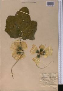 Alcea nudiflora (Lindl.) Boiss., Middle Asia, Western Tian Shan & Karatau (M3) (Kyrgyzstan)