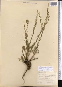 Artemisia marschalliana Spreng., Middle Asia, Northern & Central Kazakhstan (M10) (Kazakhstan)
