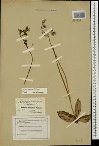 Crepis praemorsa (L.) Tausch, Eastern Europe, North-Western region (E2) (Russia)