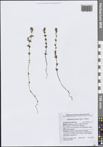 Euphrasia hirtella Jord. ex Reut., Western Europe (EUR) (Spain)