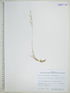Poa versicolor Besser, Siberia, Russian Far East (S6) (Russia)