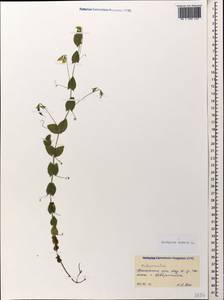 Lathyrus aphaca L., Caucasus, Black Sea Shore (from Novorossiysk to Adler) (K3) (Russia)