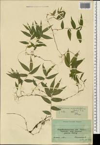 Oplismenus undulatifolius (Ard.) Roem. & Schult., Caucasus, Azerbaijan (K6) (Azerbaijan)