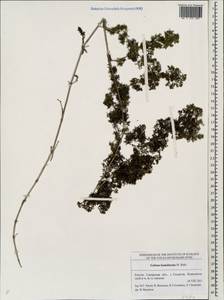 Galium humifusum M.Bieb., Eastern Europe, Middle Volga region (E8) (Russia)