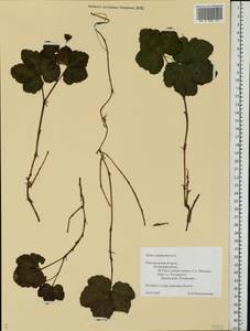 Rubus chamaemorus L., Eastern Europe, North-Western region (E2) (Russia)