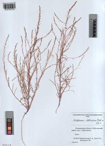 KUZ 003 579, Corispermum declinatum Steph. ex Stev., Siberia, Altai & Sayany Mountains (S2) (Russia)