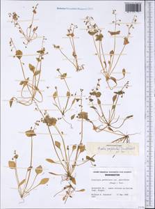 Claytonia perfoliata Donn., America (AMER) (United States)