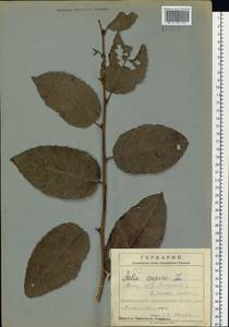 Salix caprea L., Siberia, Russian Far East (S6) (Russia)