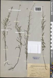 Campanula rotundifolia L., Eastern Europe, Central forest-and-steppe region (E6) (Russia)