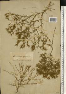 Ceratocarpus arenarius L., Eastern Europe, South Ukrainian region (E12) (Ukraine)